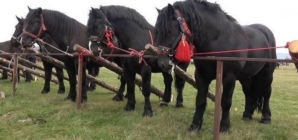 Seini 2 mai 2026, concurs ecvestru și târg de animale