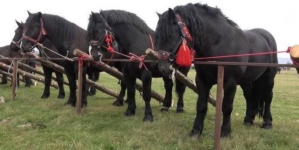 Seini 2 mai 2026, concurs ecvestru și târg de animale