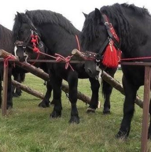 Seini 2 mai 2026, concurs ecvestru și târg de animale