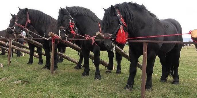 Seini 2 mai 2026, concurs ecvestru și târg de animale