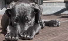 Un cățel nevinovat, o scenă greu de privit și o întrebare care a rămas în sufletul multora