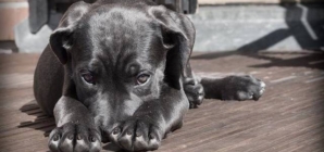 Un cățel nevinovat, o scenă greu de privit și o întrebare care a rămas în sufletul multora