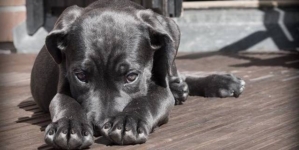 Un cățel nevinovat, o scenă greu de privit și o întrebare care a rămas în sufletul multora