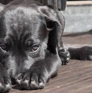 Un cățel nevinovat, o scenă greu de privit și o întrebare care a rămas în sufletul multora