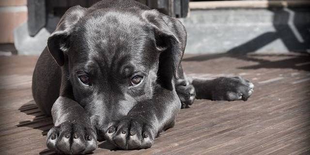 Un cățel nevinovat, o scenă greu de privit și o întrebare care a rămas în sufletul multora