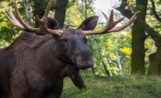 GIGANTUL PIERDUT S-A ÎNTORS! Elanul reapare în pădurile României după 200 de ani