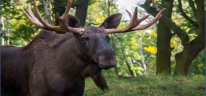 GIGANTUL PIERDUT S-A ÎNTORS! Elanul reapare în pădurile României după 200 de ani