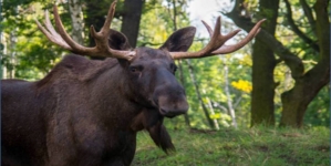 GIGANTUL PIERDUT S-A ÎNTORS! Elanul reapare în pădurile României după 200 de ani