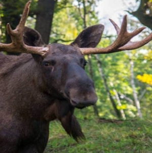 GIGANTUL PIERDUT S-A ÎNTORS! Elanul reapare în pădurile României după 200 de ani