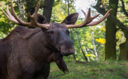 GIGANTUL PIERDUT S-A ÎNTORS! Elanul reapare în pădurile României după 200 de ani