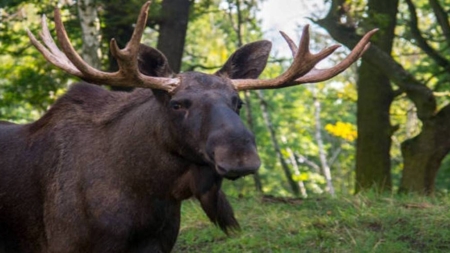 GIGANTUL PIERDUT S-A ÎNTORS! Elanul reapare în pădurile României după 200 de ani