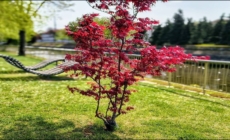 Prognoza meteo Maramureș, sâmbătă 25 aprilie 2026