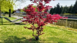 Prognoza meteo Maramureș, sâmbătă 25 aprilie 2026