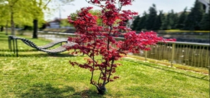 Prognoza meteo Maramureș, sâmbătă 25 aprilie 2026