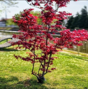 Prognoza meteo Maramureș, sâmbătă 25 aprilie 2026