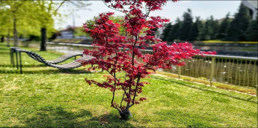 Prognoza meteo Maramureș, sâmbătă 25 aprilie 2026