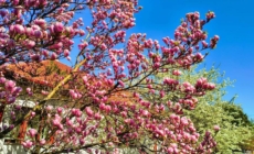 Prognoza meteo Maramureș, luni 13 aprilie 2026