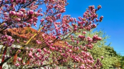 Prognoza meteo Maramureș, luni 13 aprilie 2026