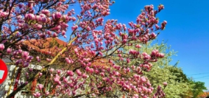 Prognoza meteo Maramureș, luni 13 aprilie 2026