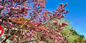 Prognoza meteo Maramureș, luni 13 aprilie 2026