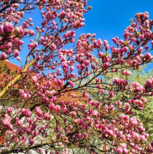 Prognoza meteo Maramureș, luni 13 aprilie 2026