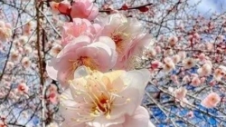 Prognoza meteo Maramureș, luni 6 aprilie 2026