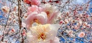 Prognoza meteo Maramureș, luni 6 aprilie 2026