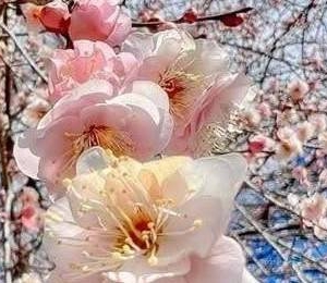 Prognoza meteo Maramureș, luni 6 aprilie 2026