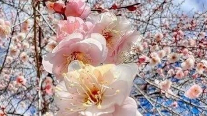 Prognoza meteo Maramureș, luni 6 aprilie 2026