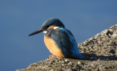 Clipa de natură, episodul 3