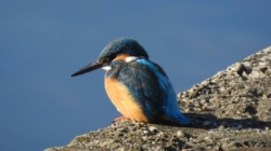 Clipa de natură, episodul 3