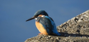 Clipa de natură, episodul 3