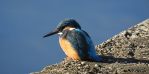 Clipa de natură, episodul 3