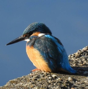 Clipa de natură, episodul 3