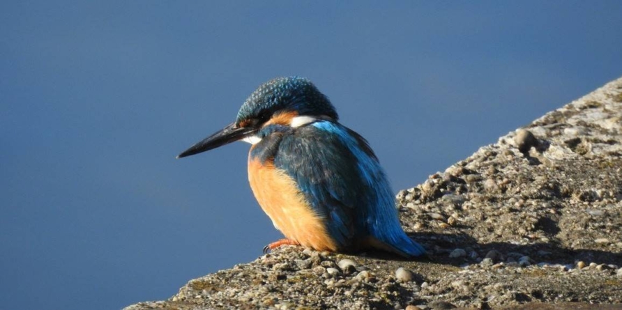 Clipa de natură, episodul 3