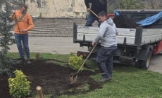 Spațiile verzi din Baia Mare se extind printr-o amplă acțiune de plantare