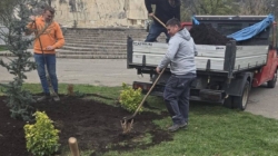 Spațiile verzi din Baia Mare se extind printr-o amplă acțiune de plantare