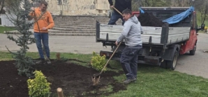 Spațiile verzi din Baia Mare se extind printr-o amplă acțiune de plantare