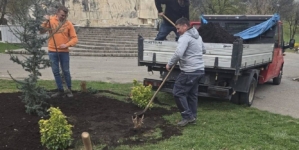 Spațiile verzi din Baia Mare se extind printr-o amplă acțiune de plantare