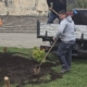 Spațiile verzi din Baia Mare se extind printr-o amplă acțiune de plantare