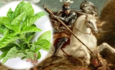 Busuiocul, planta binecuvântării în tradiția de Sfântul Gheorghe și simbol al purificării sufletești