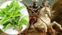 Busuiocul, planta binecuvântării în tradiția de Sfântul Gheorghe și simbol al purificării sufletești