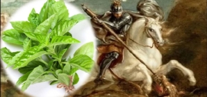 Busuiocul, planta binecuvântării în tradiția de Sfântul Gheorghe și simbol al purificării sufletești