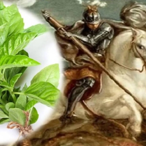 Busuiocul, planta binecuvântării în tradiția de Sfântul Gheorghe și simbol al purificării sufletești