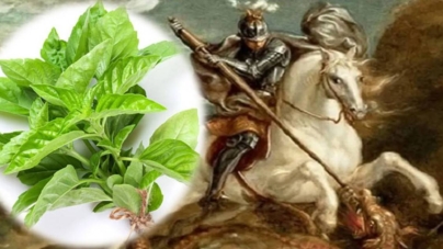 Busuiocul, planta binecuvântării în tradiția de Sfântul Gheorghe și simbol al purificării sufletești