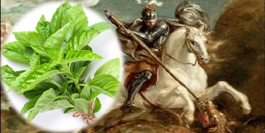 Busuiocul, planta binecuvântării în tradiția de Sfântul Gheorghe și simbol al purificării sufletești