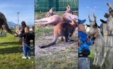 Zoo Park la Baia Mare în vacanța de Paște