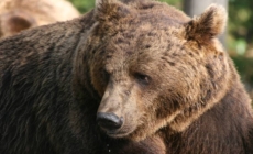 Intervenție în  Vișeu de Jos după apariția unui urs într-o livadă