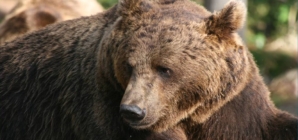 Intervenție în  Vișeu de Jos după apariția unui urs într-o livadă