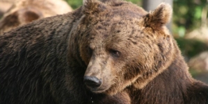 Intervenție în  Vișeu de Jos după apariția unui urs într-o livadă